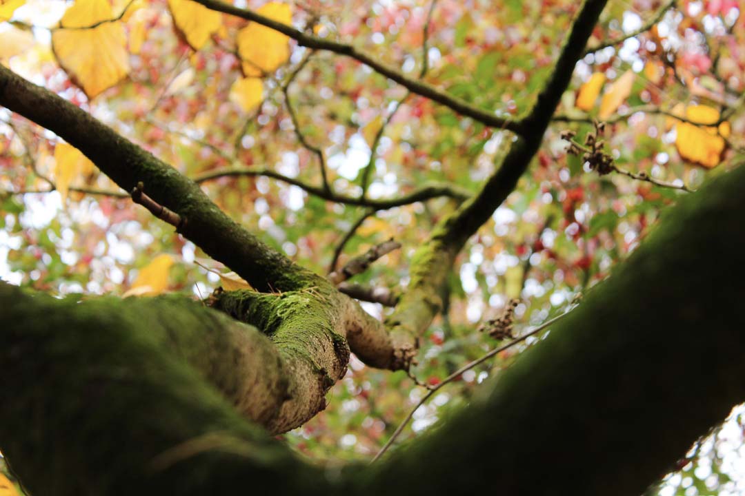 vista-de-un-arbol-desde-un-angulo-bajo